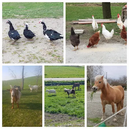 Farm stay Fattoria Roico Funny Ranch