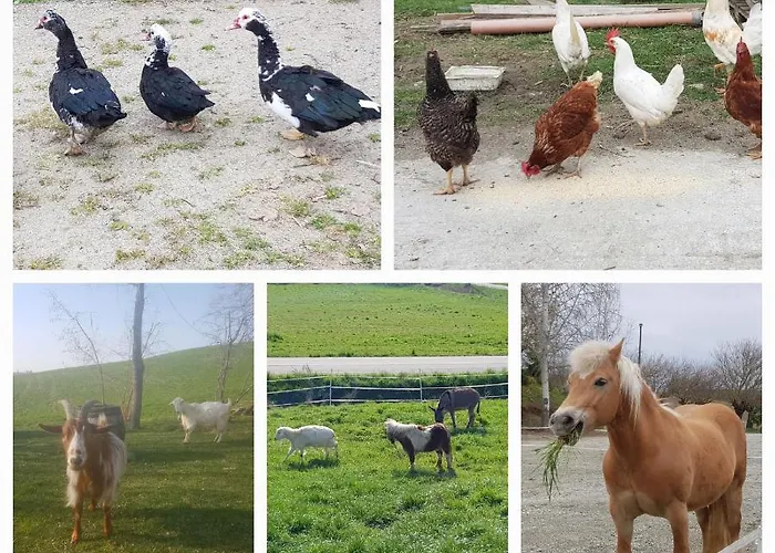 Farma Fattoria Roico Funny Ranch